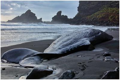 Case Report: Ambergris coprolite and septicemia in a male sperm whale stranded in La Palma (Canary Islands)